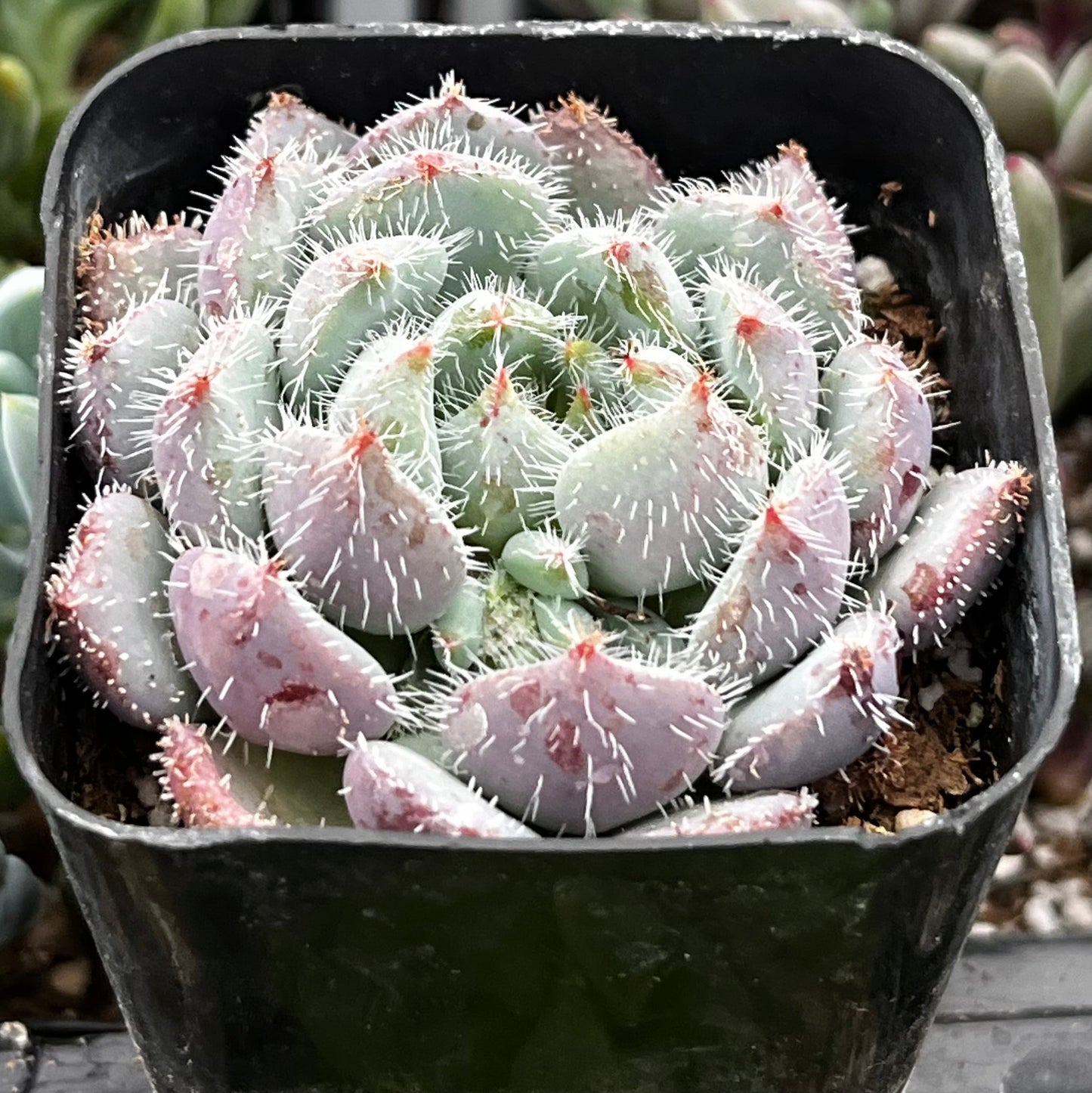 Echeveria Setosa Var. Deminuta