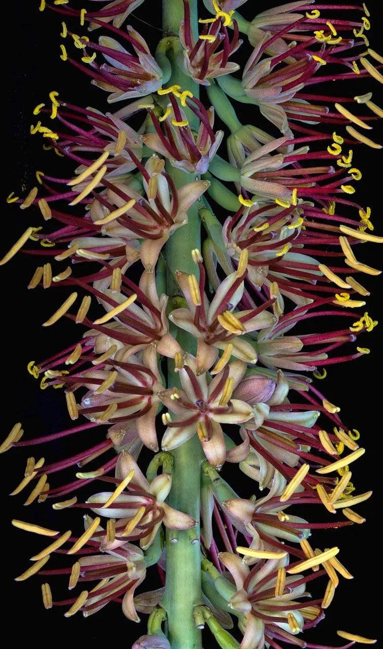 LECHUGUILLA AGAVE 1gal