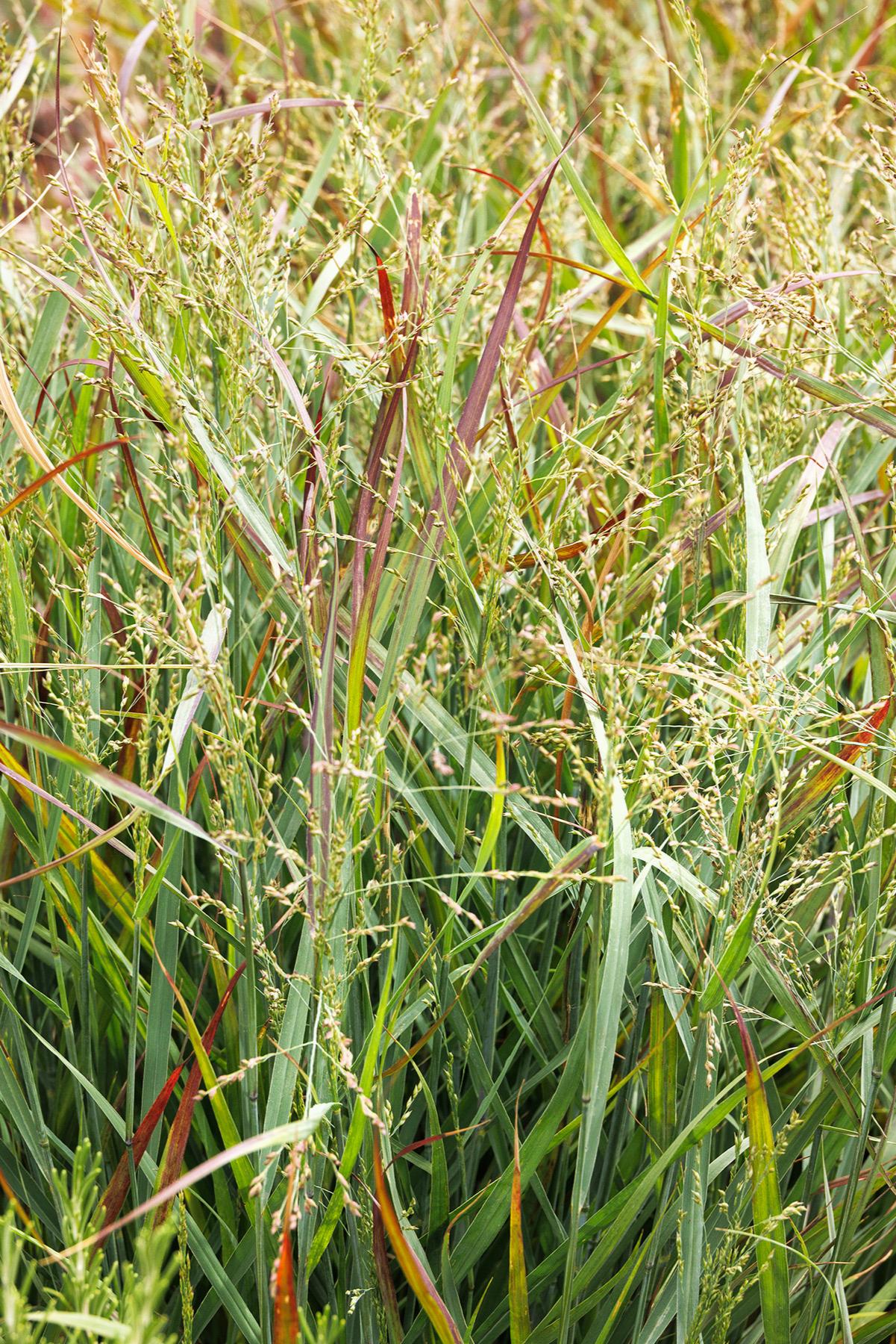 HEAVY METAL BLUE SWITCH GRASS 2gal
