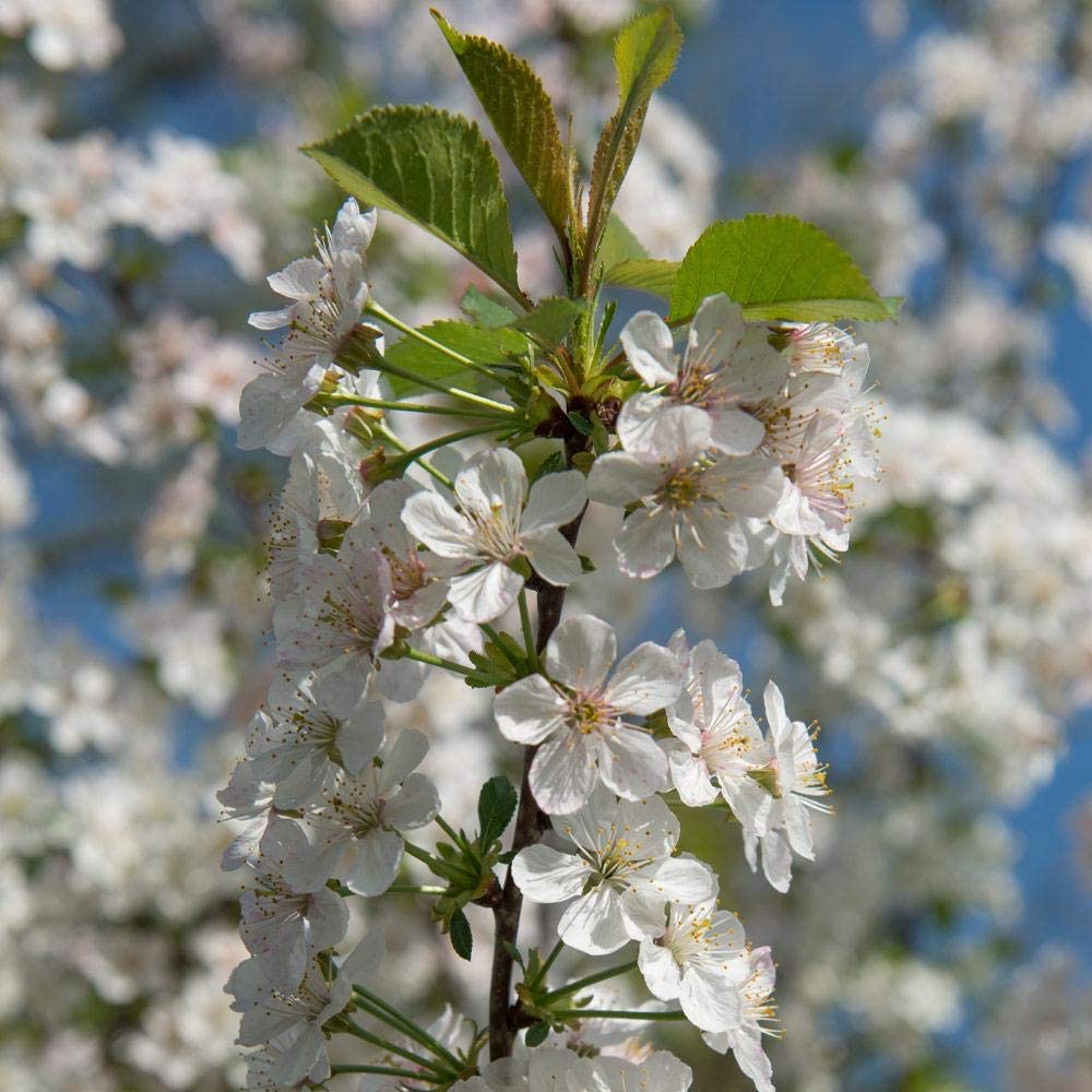 RAINIER CHERRY TREE 5gal