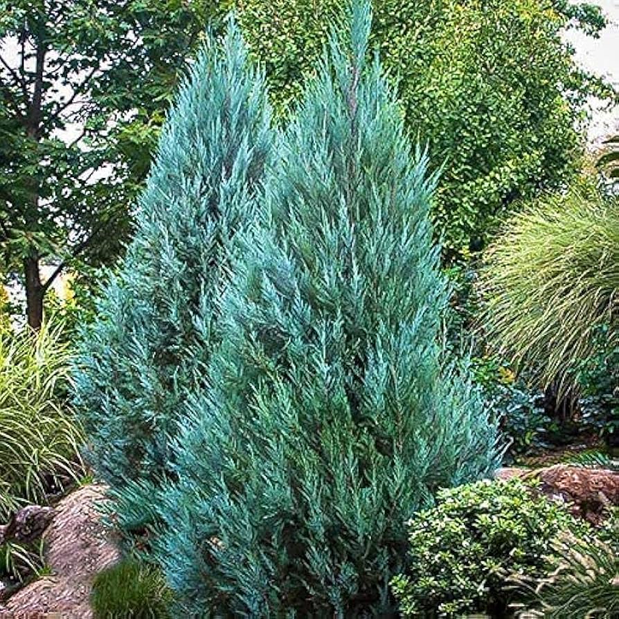 BLUE POINT JUNIPER 5gal