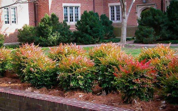 GULF STREAM NANDINA 1gal