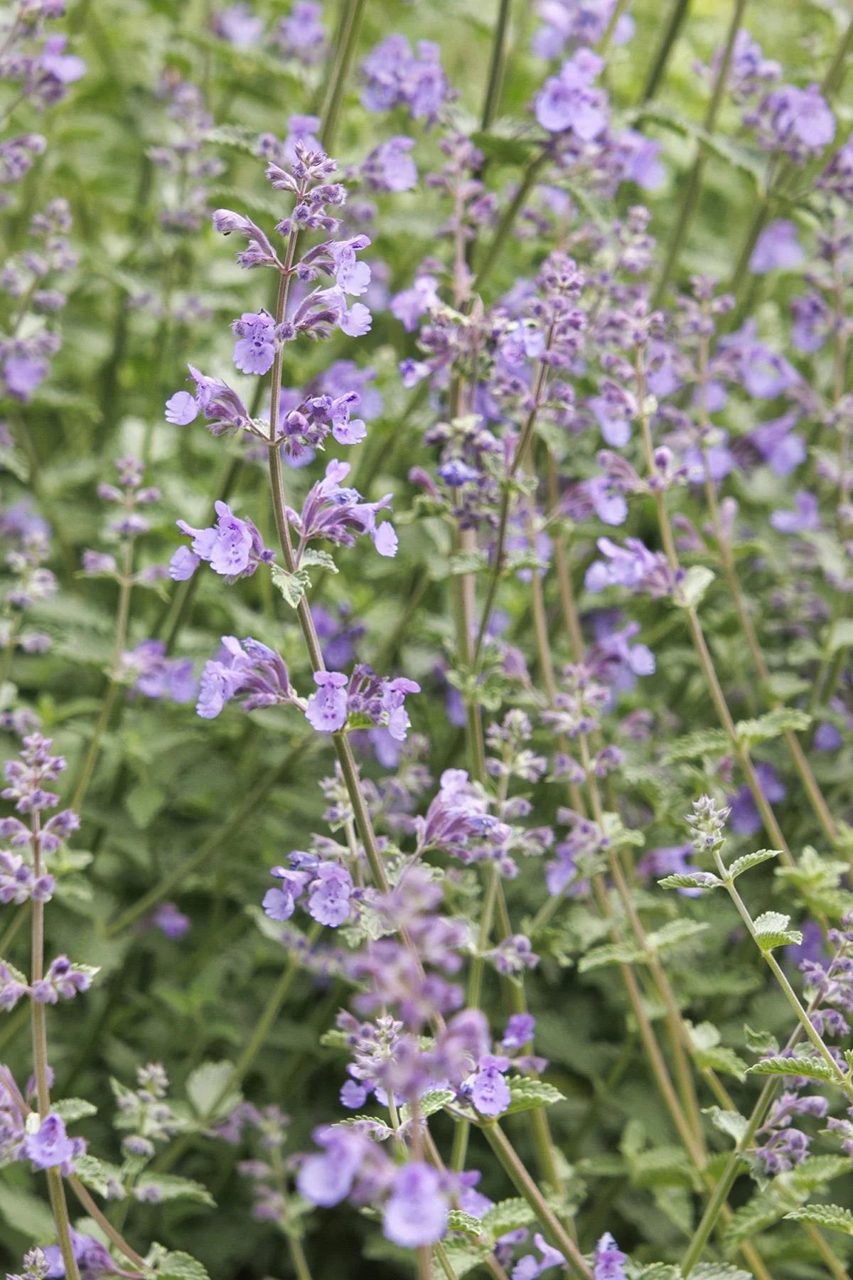 WALKER'S LOW CATMINT 1gal