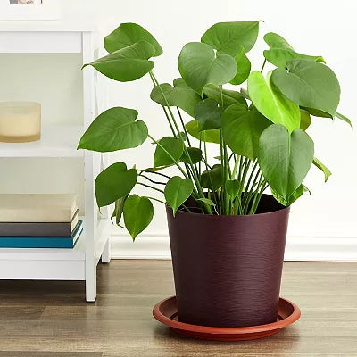 TERRACOTTA PLASTIC SAUCER 8in