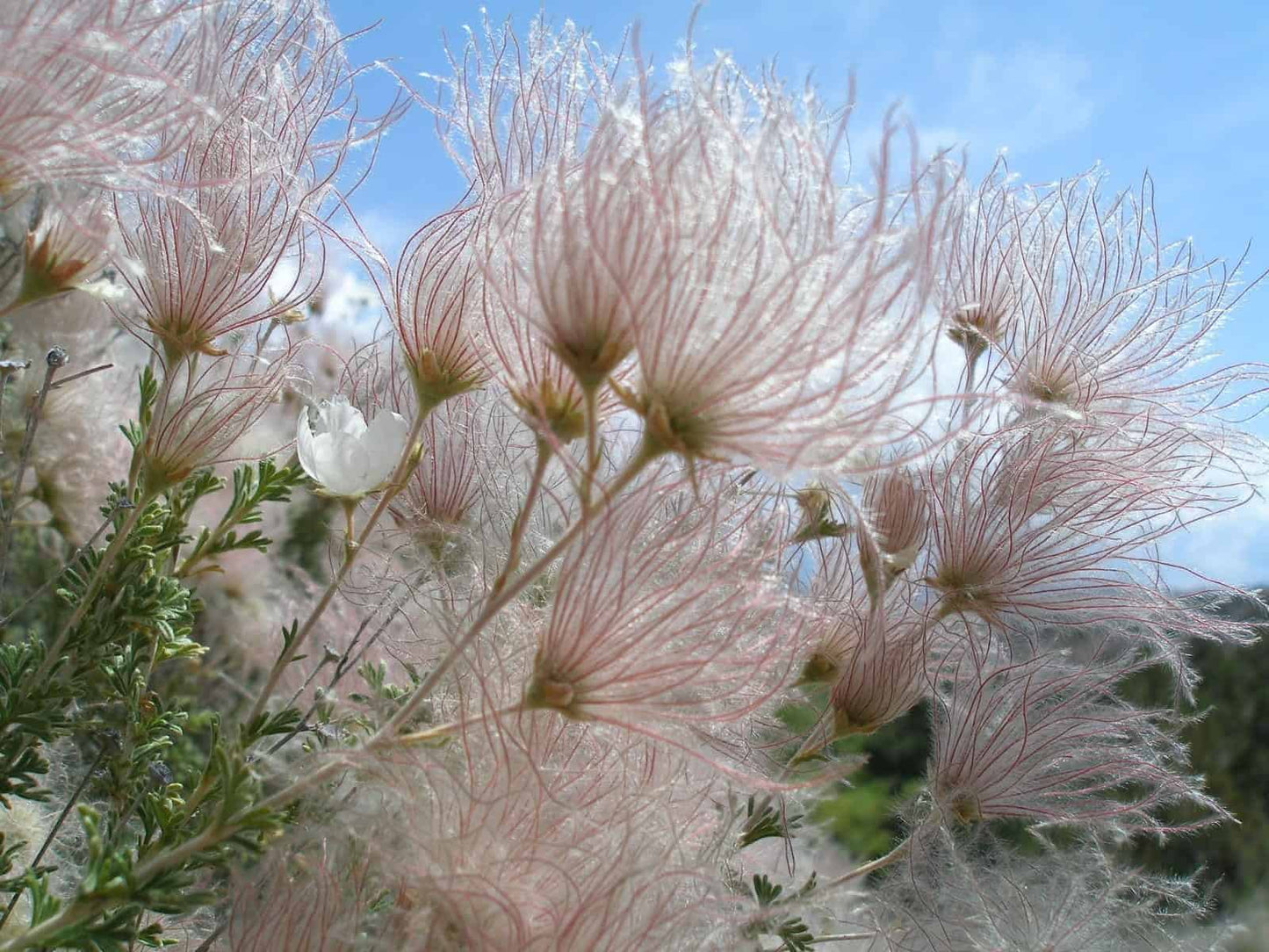 APACHE PLUME 1gal