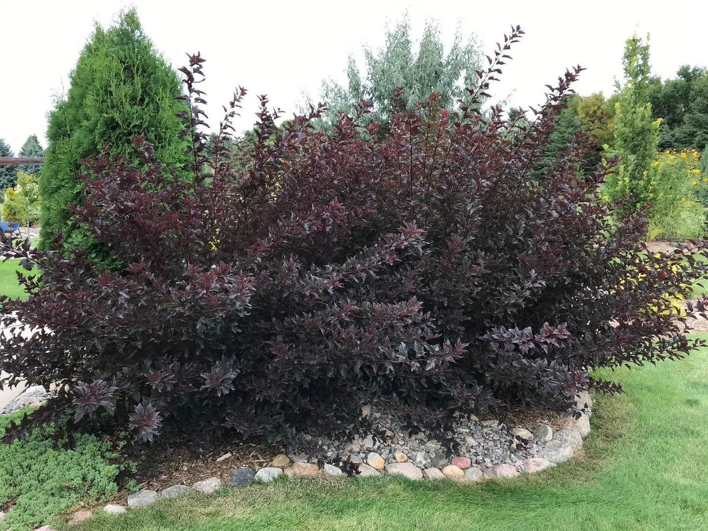 SUMMER WINE NINEBARK 2gal