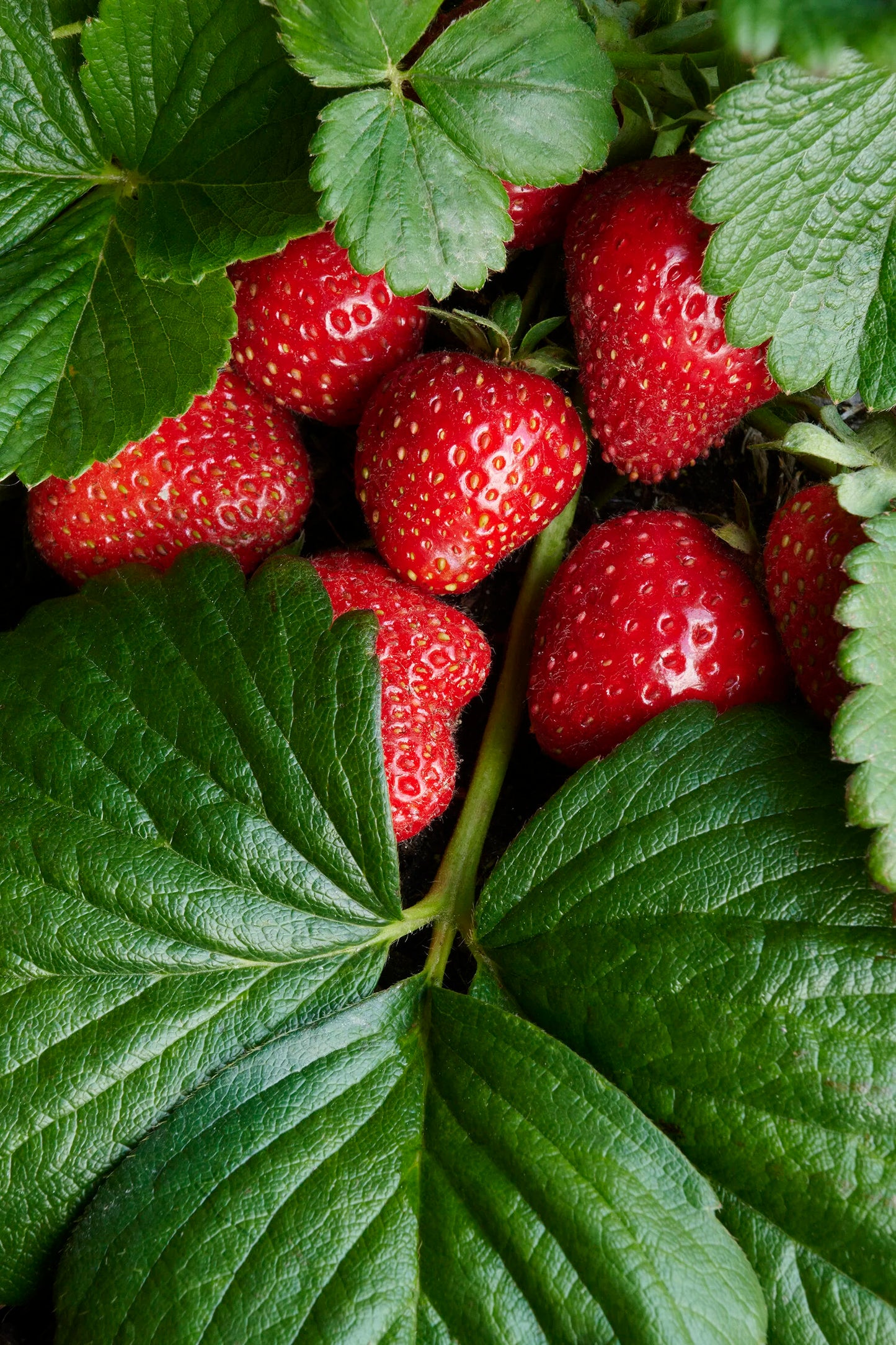 STRAWBERRY- 4in