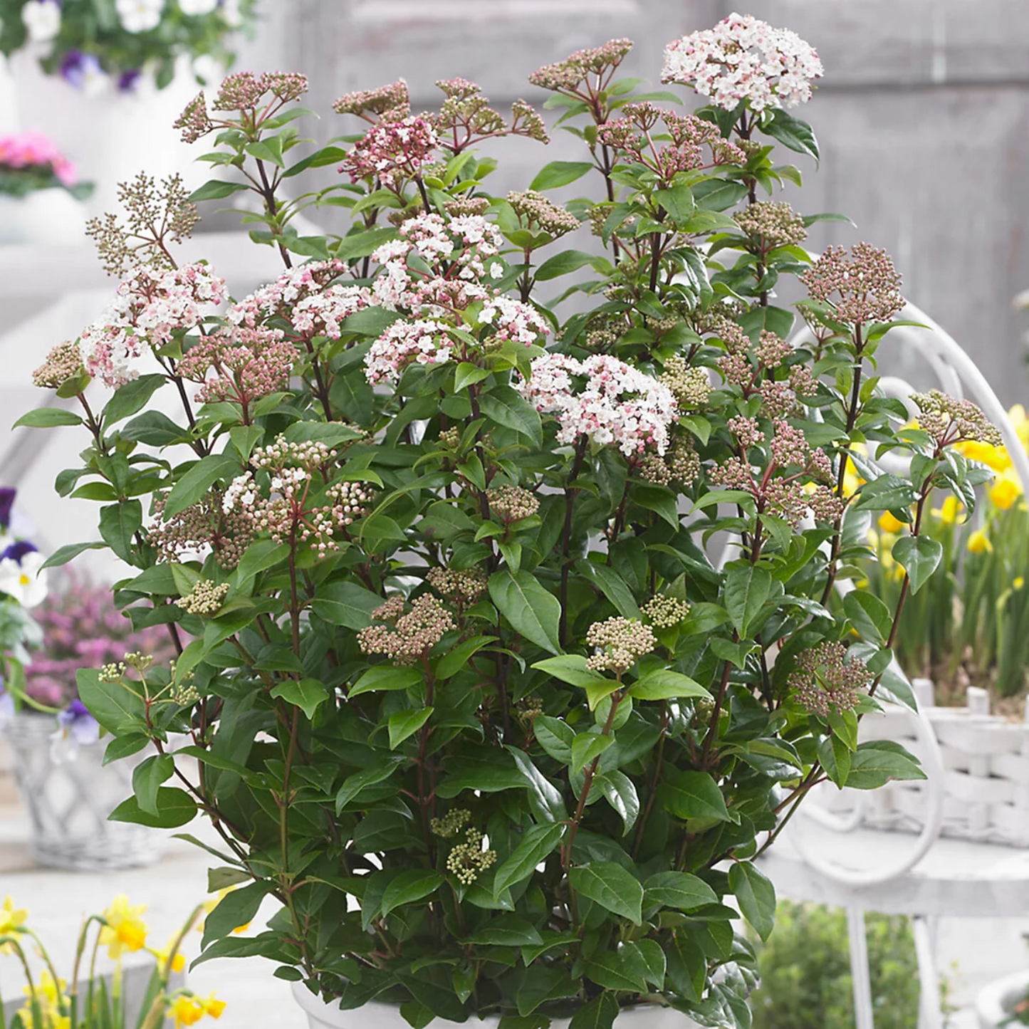 SWEET TALKER VIBURNUM 2gal