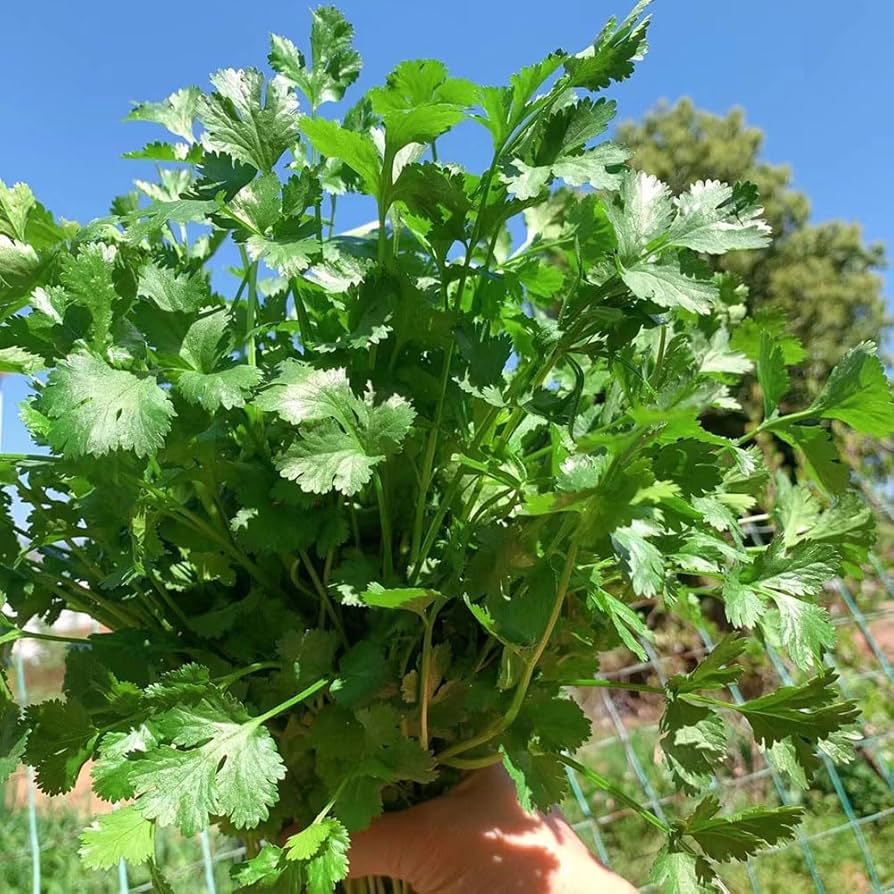 CILANTRO or CORIANDER