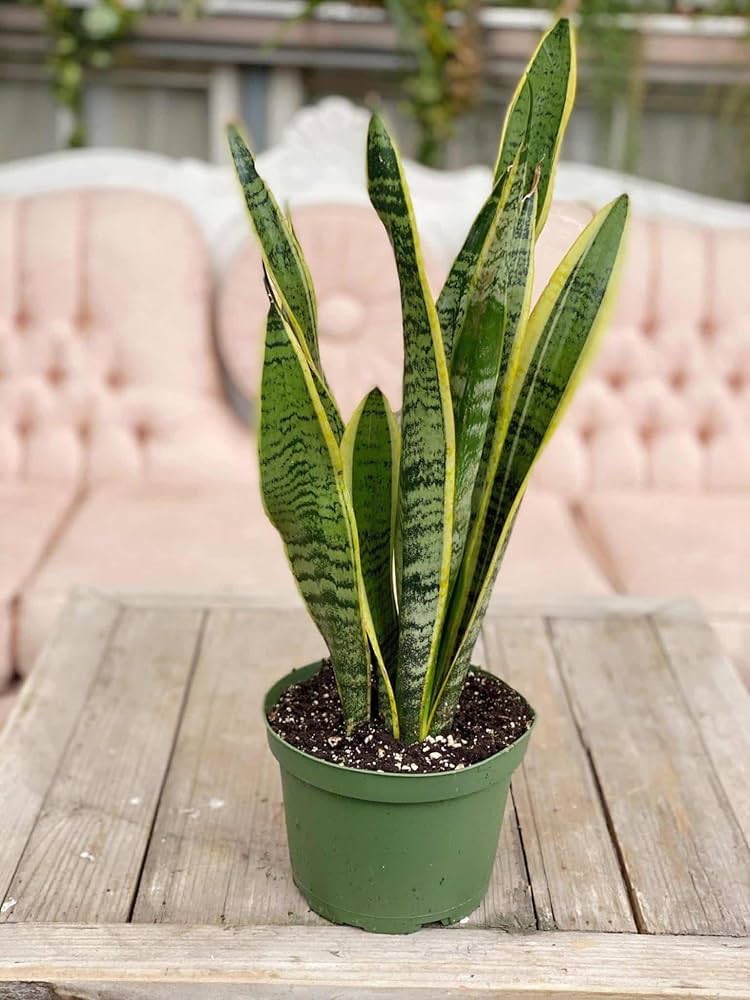 SNAKE PLANT SANSEVIERIA 8in