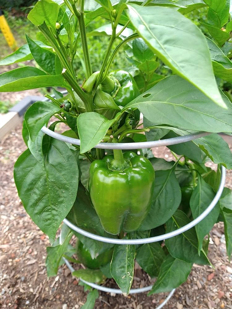 TOMATO & PEPPER SET RTU 32oz