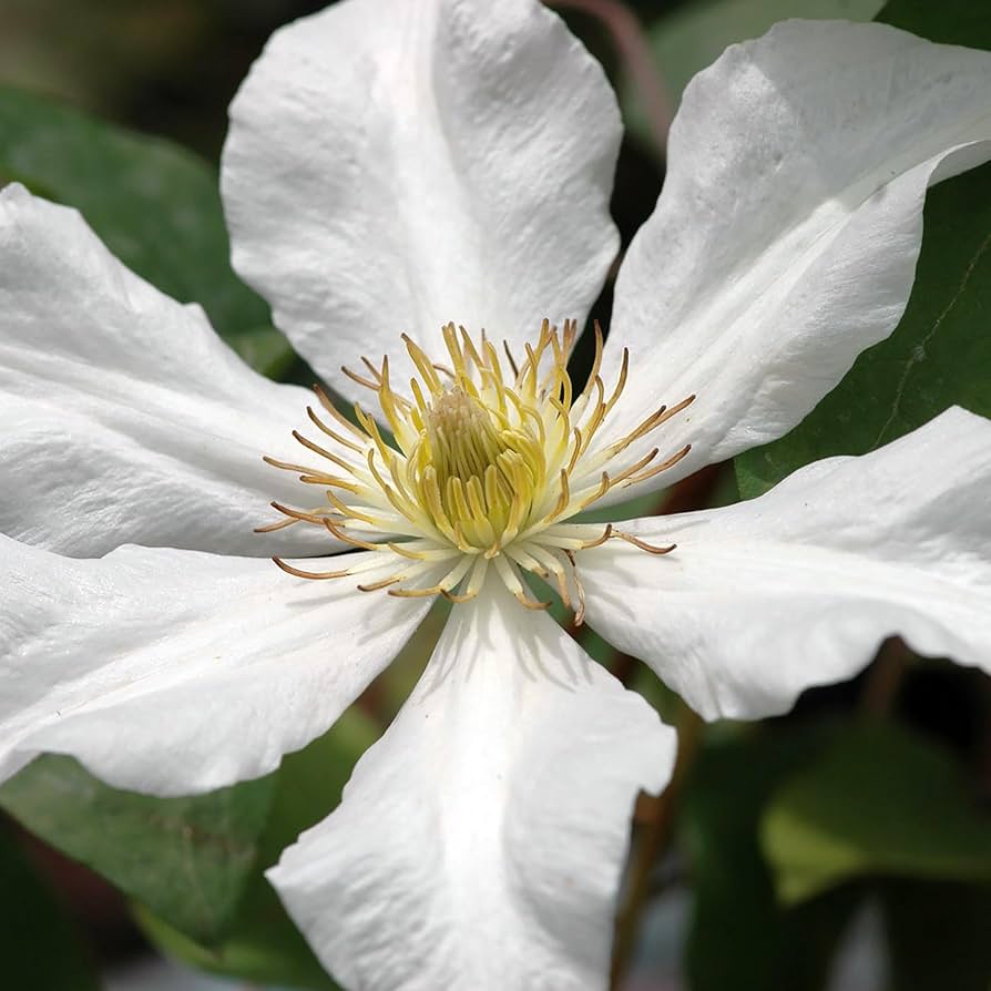 TOKI CLEMATIS 2gal