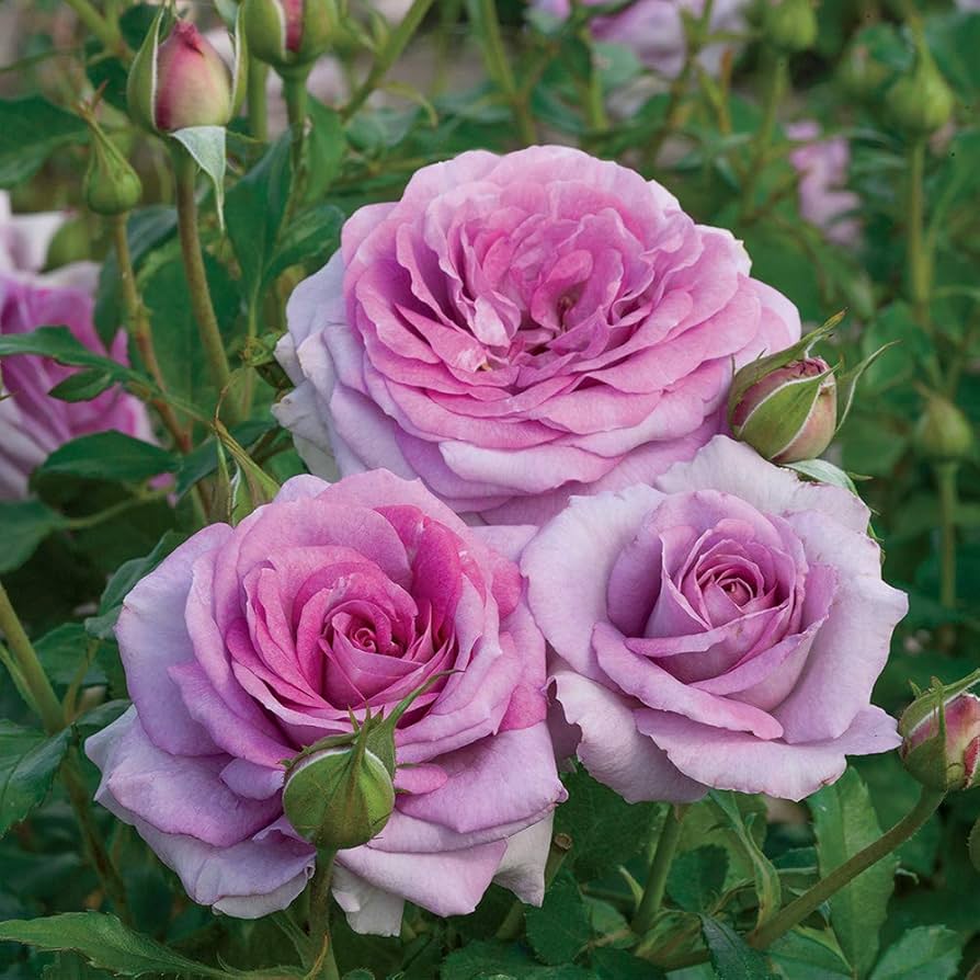 LE PETIT PRINCE ROSE 2gal