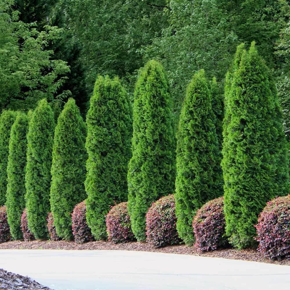 EMERALD GREEN ARBORVITAE 5gal.