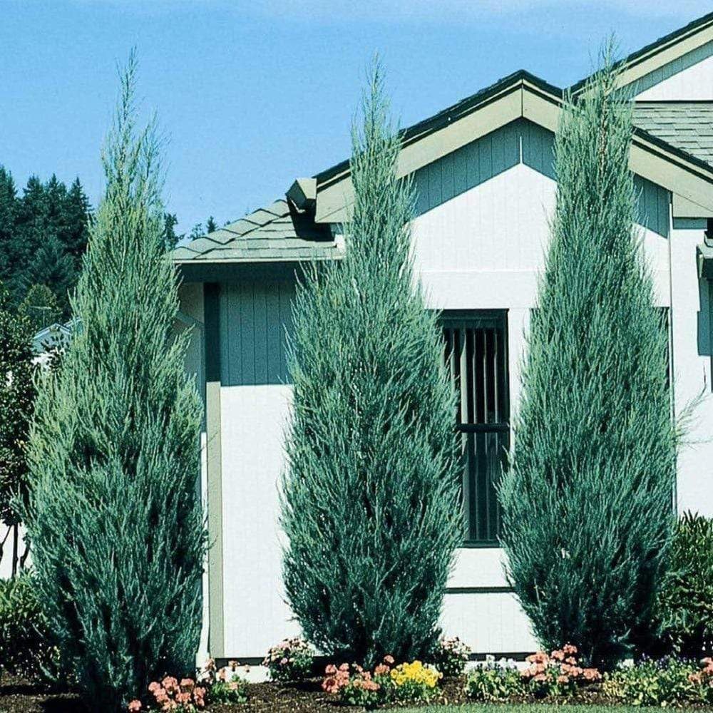 MEDORA JUNIPER TREE 10gal