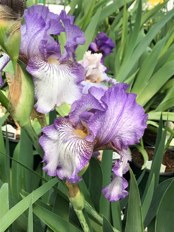 Earl of Essex Bearded Iris - Reblooming