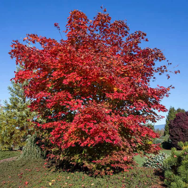 NORTH WIND JAPANESE MAPLE