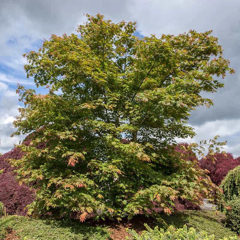 NORTH WIND JAPANESE MAPLE