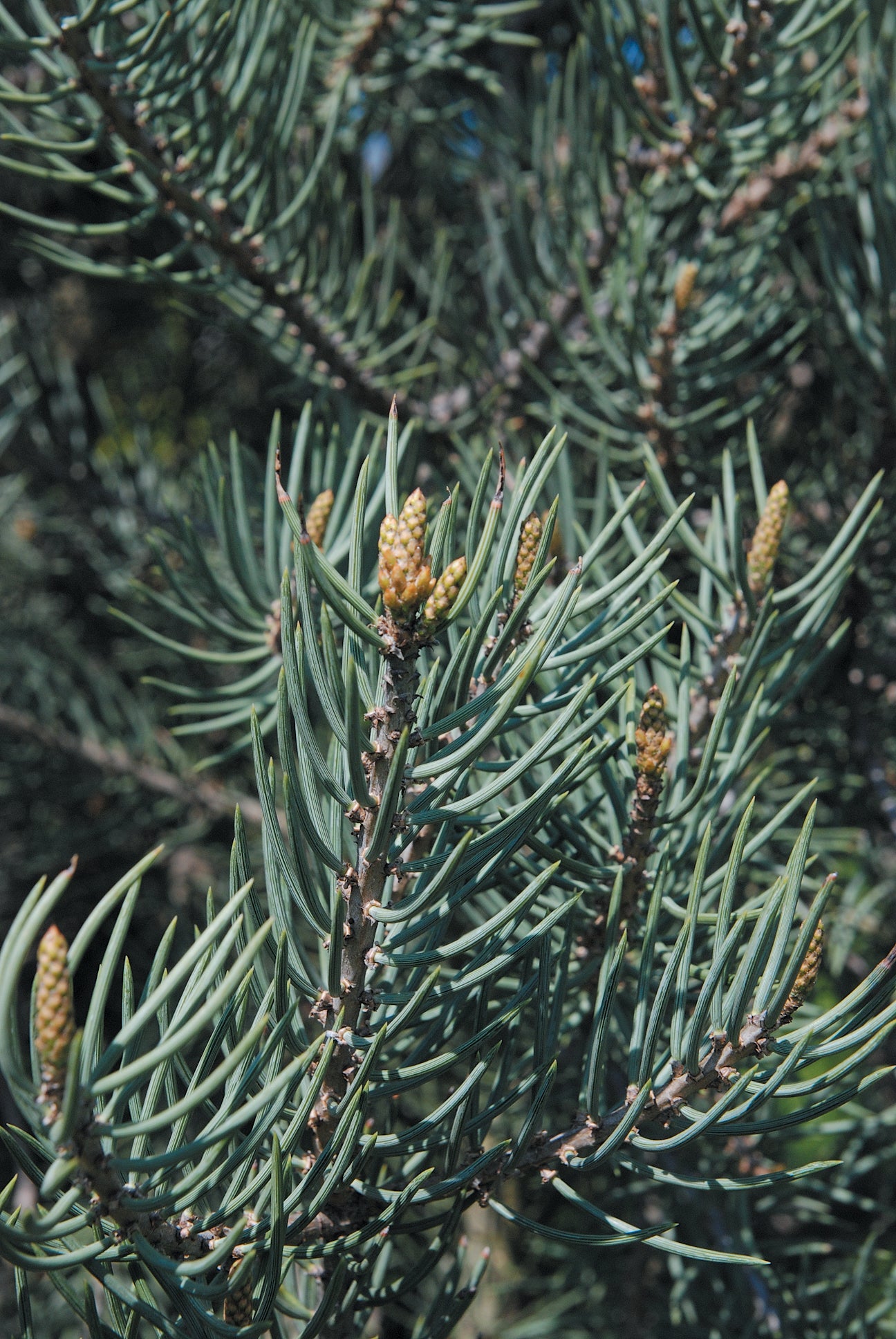 PINYON PINE TREE