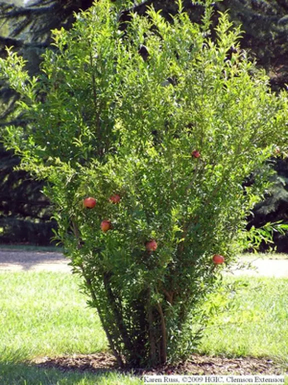 POMEGRANATE 5gal