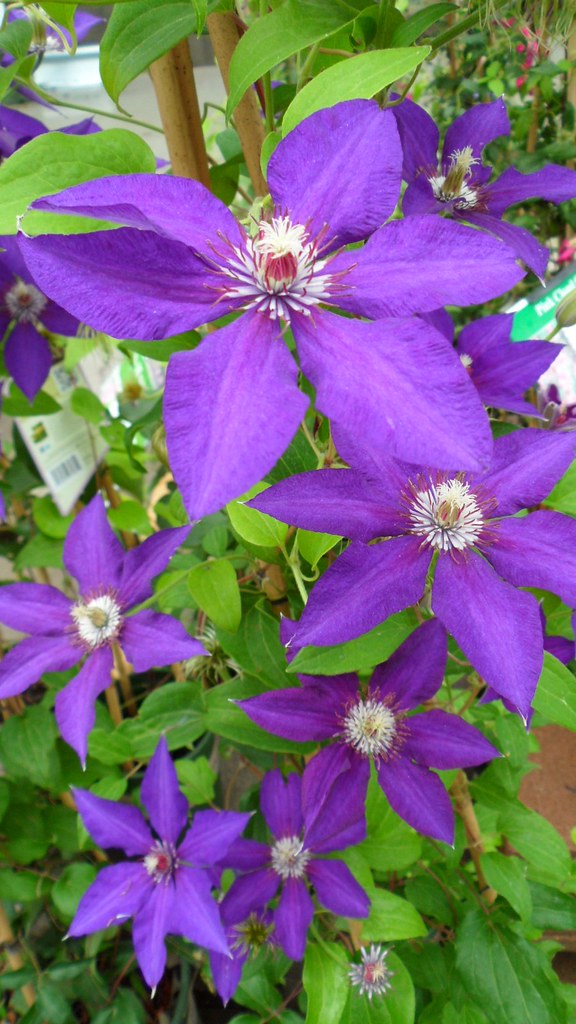 JACKMAN CLEMATIS 2gal