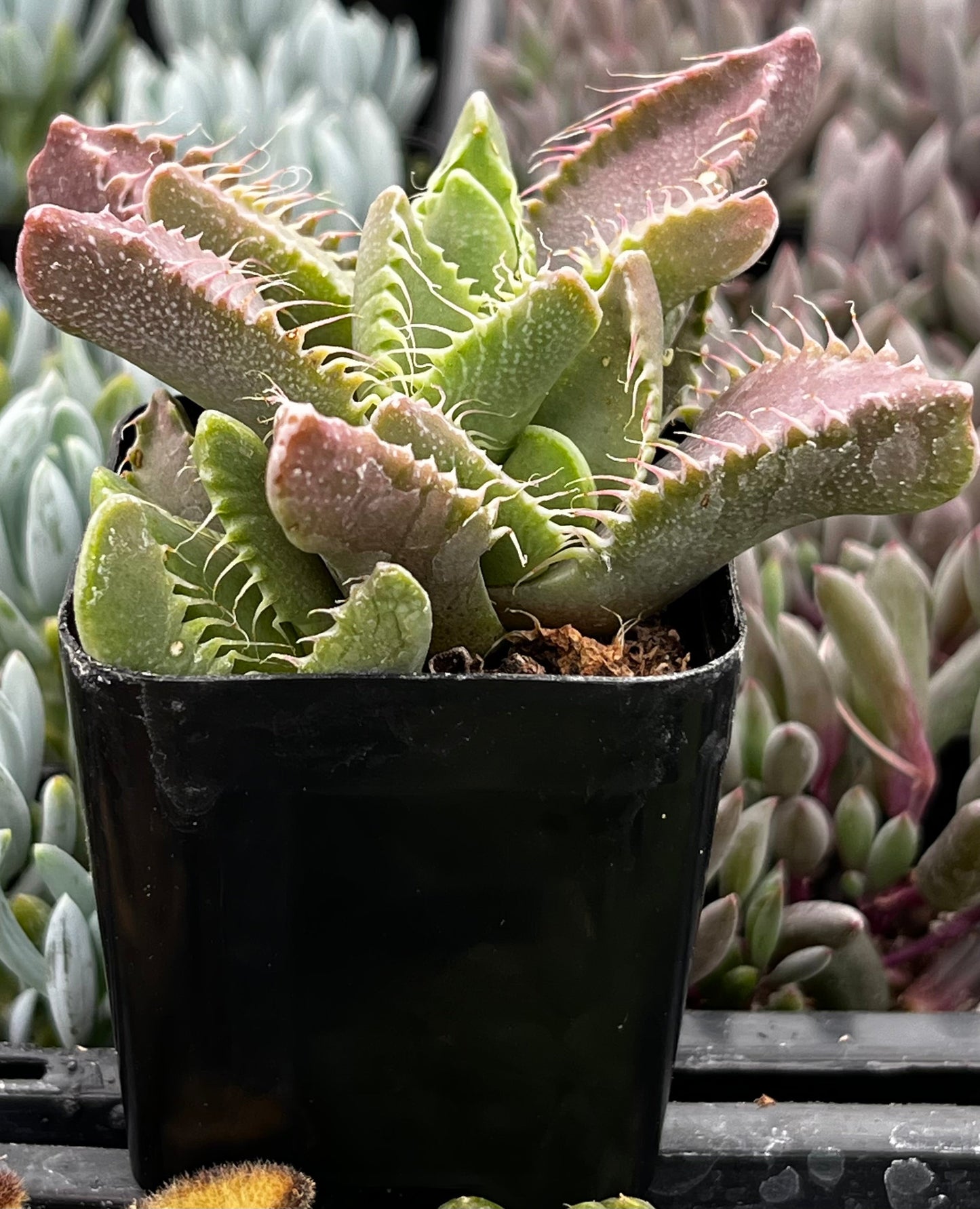 Faucaria Tigrina