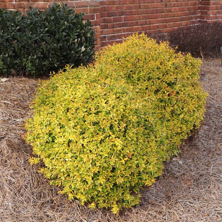 KALEIDOSCOPE ABELIA 2gal
