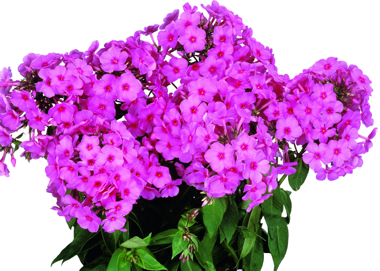 PINK IMP FLAME PHLOX 1gal