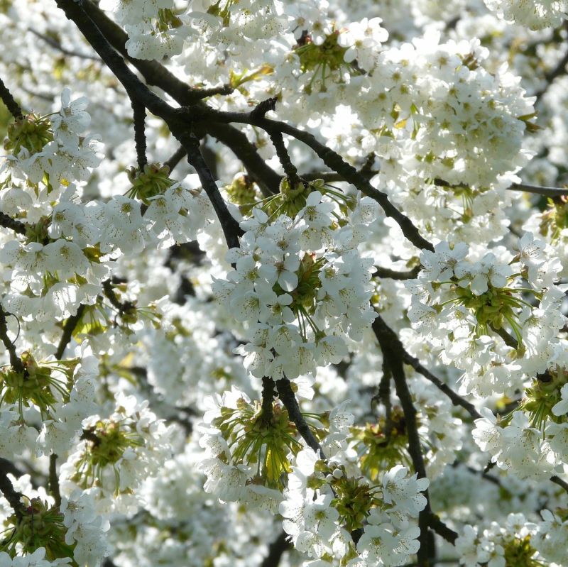 RAINIER CHERRY TREE 5gal