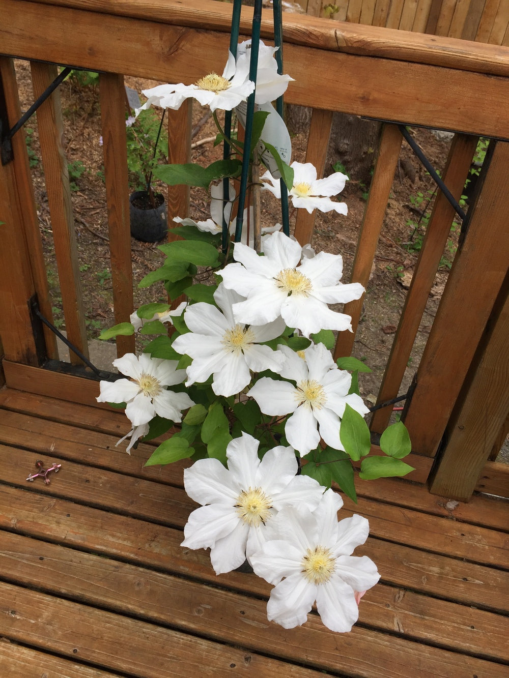 TOKI CLEMATIS 2gal