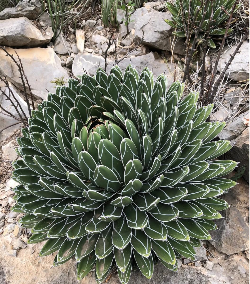 QUEEN VICTORIA AGAVE 6in