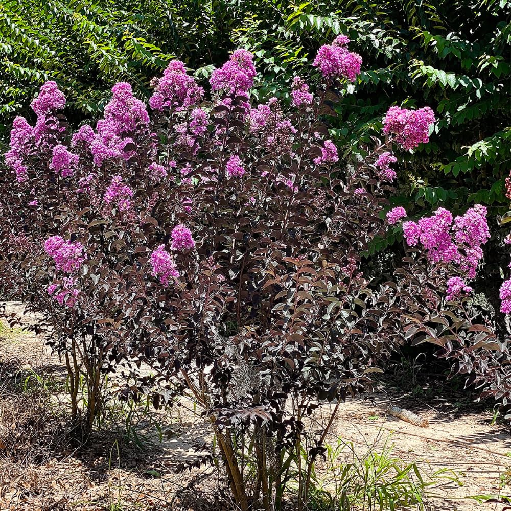 PURELY PURPLE CRAPE MYRTLE 2gal