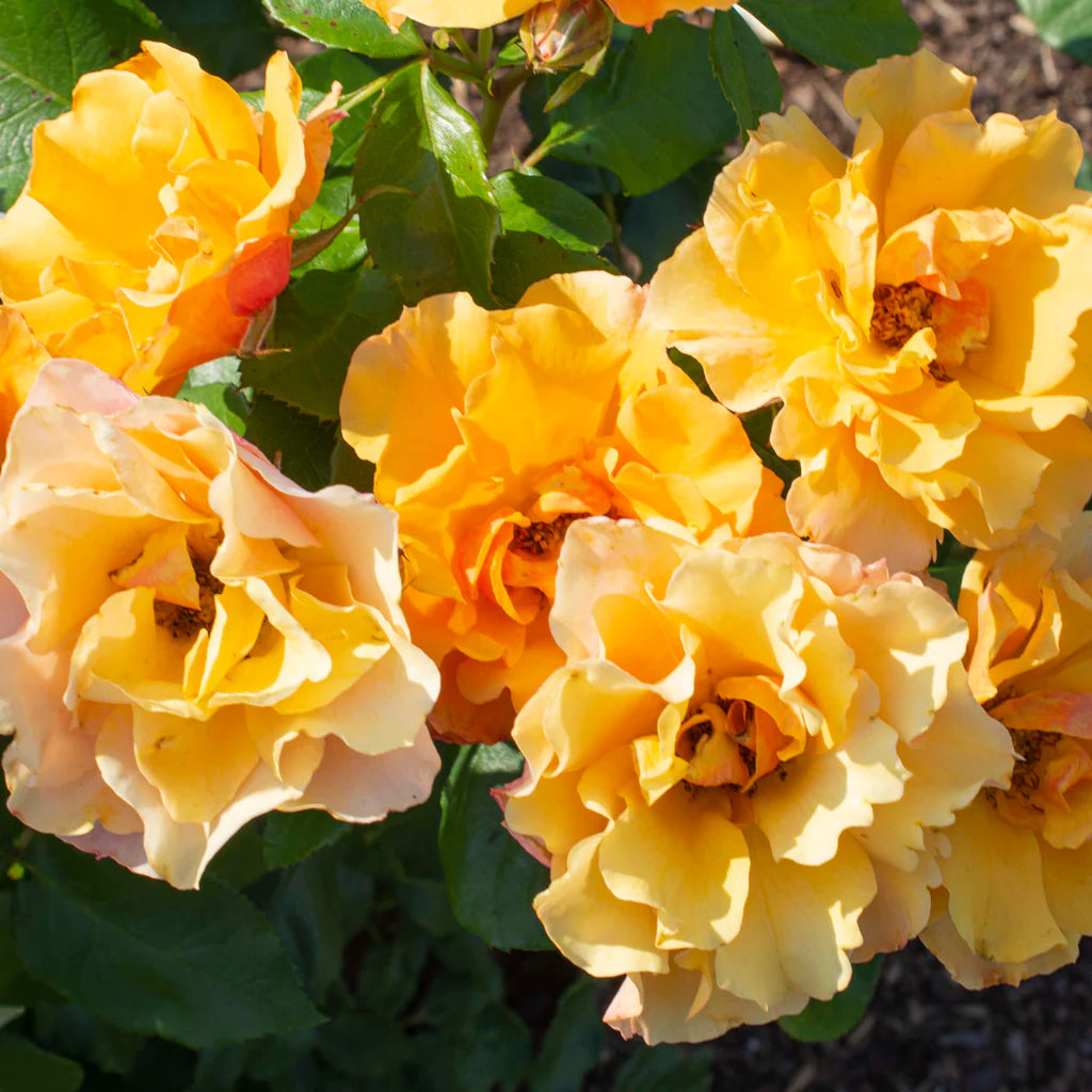 TEQUILA GOLD ROSE 5gal