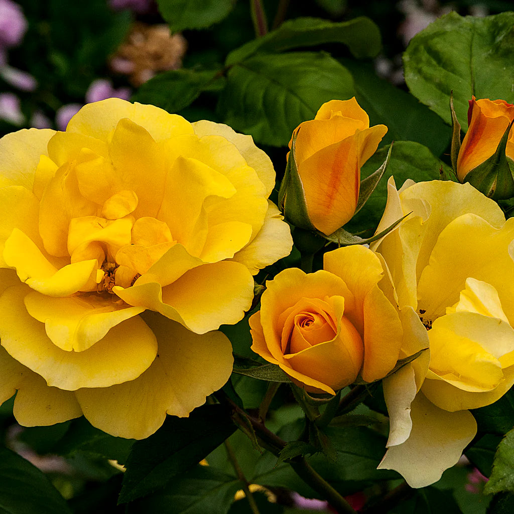 TEQUILA GOLD ROSE 5gal