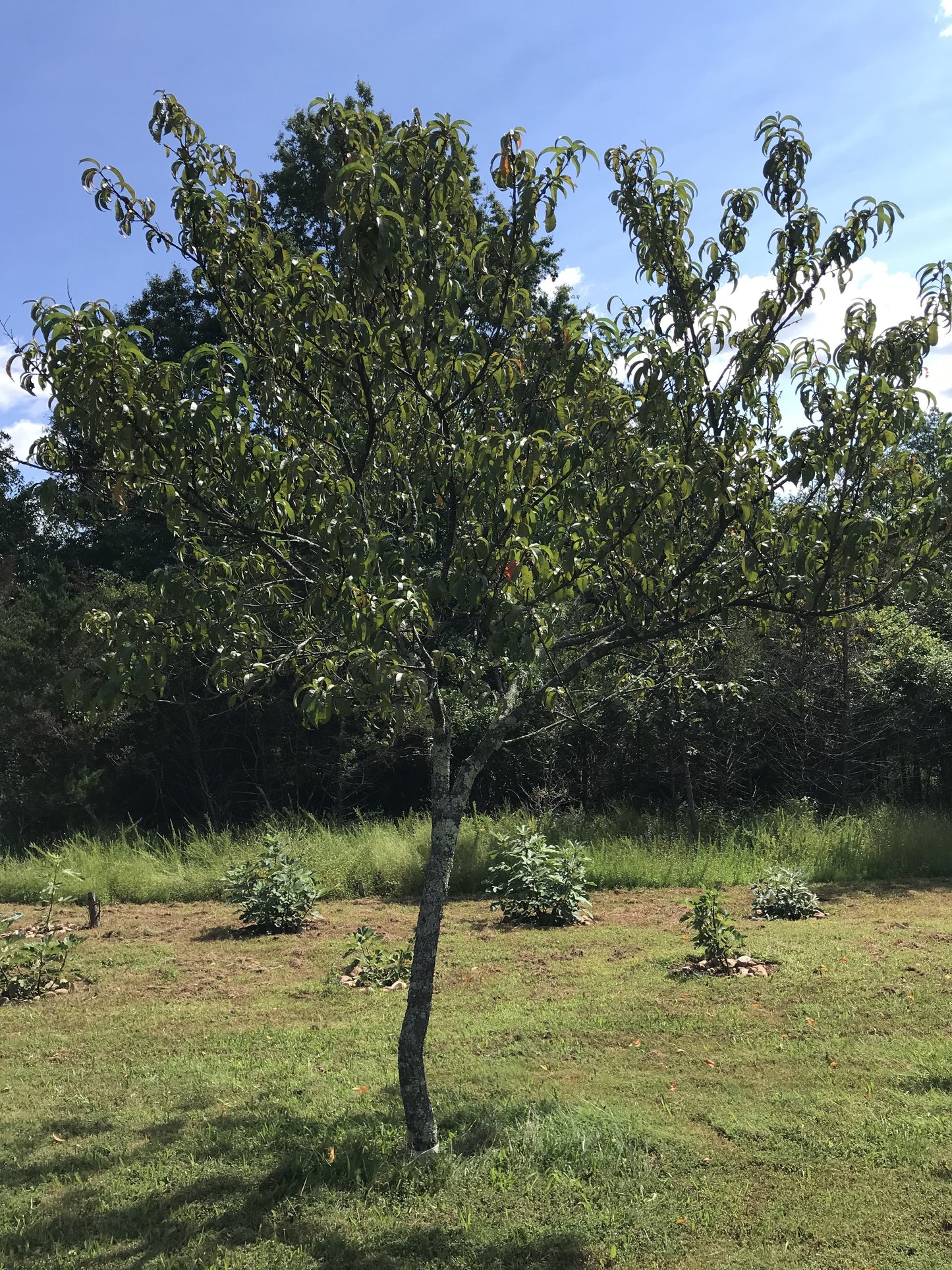 RED GOLD NECTARINE TREE 5gal