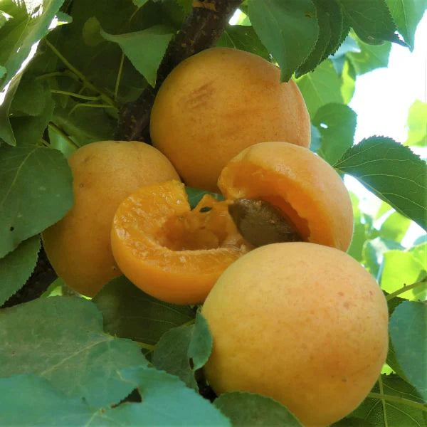 TILTON APRICOT TREE 7gal