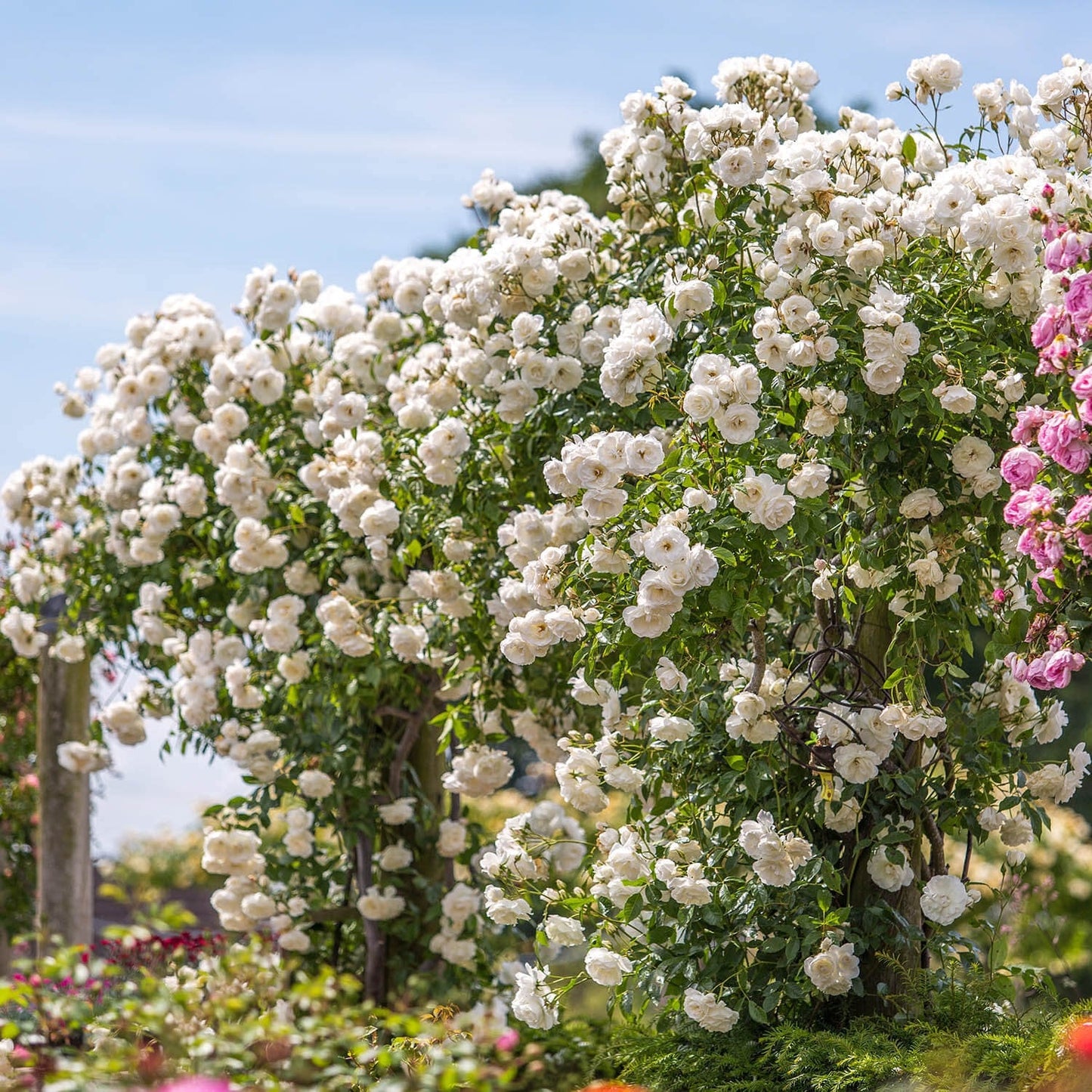 ICEBERG CLIMBING ROSE 5gal