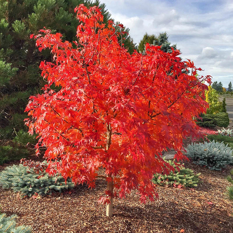 FINAL FIRE JAPANESE MAPLE