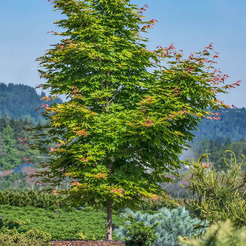 FINAL FIRE JAPANESE MAPLE