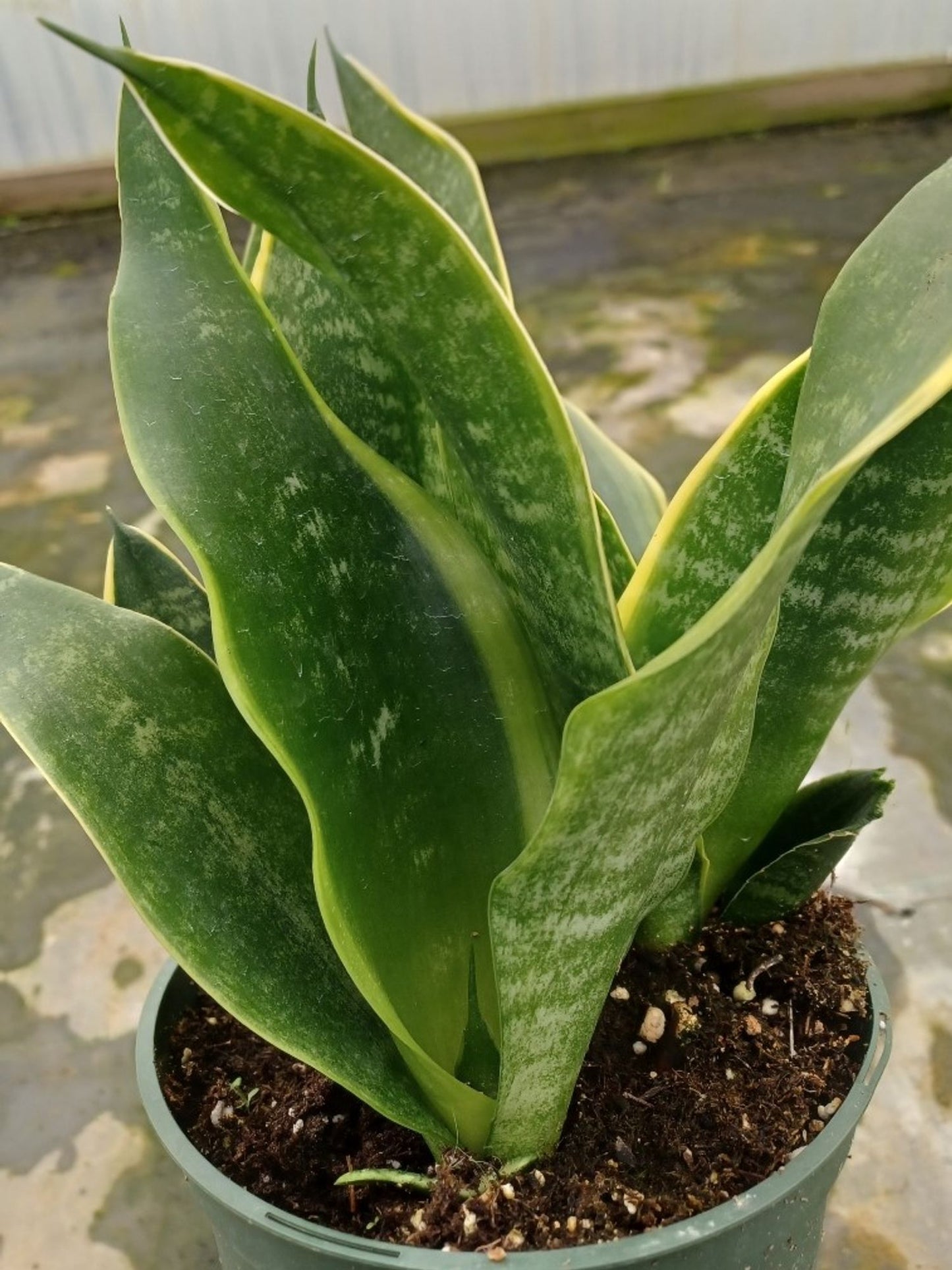BIRD'S NEST SNAKE PLANT 6in