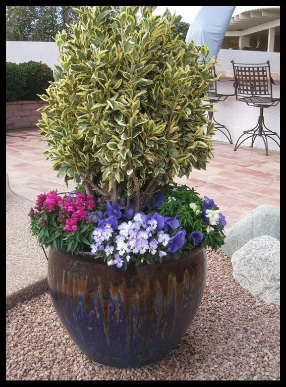 GOLDEN EUONYMUS 5gal
