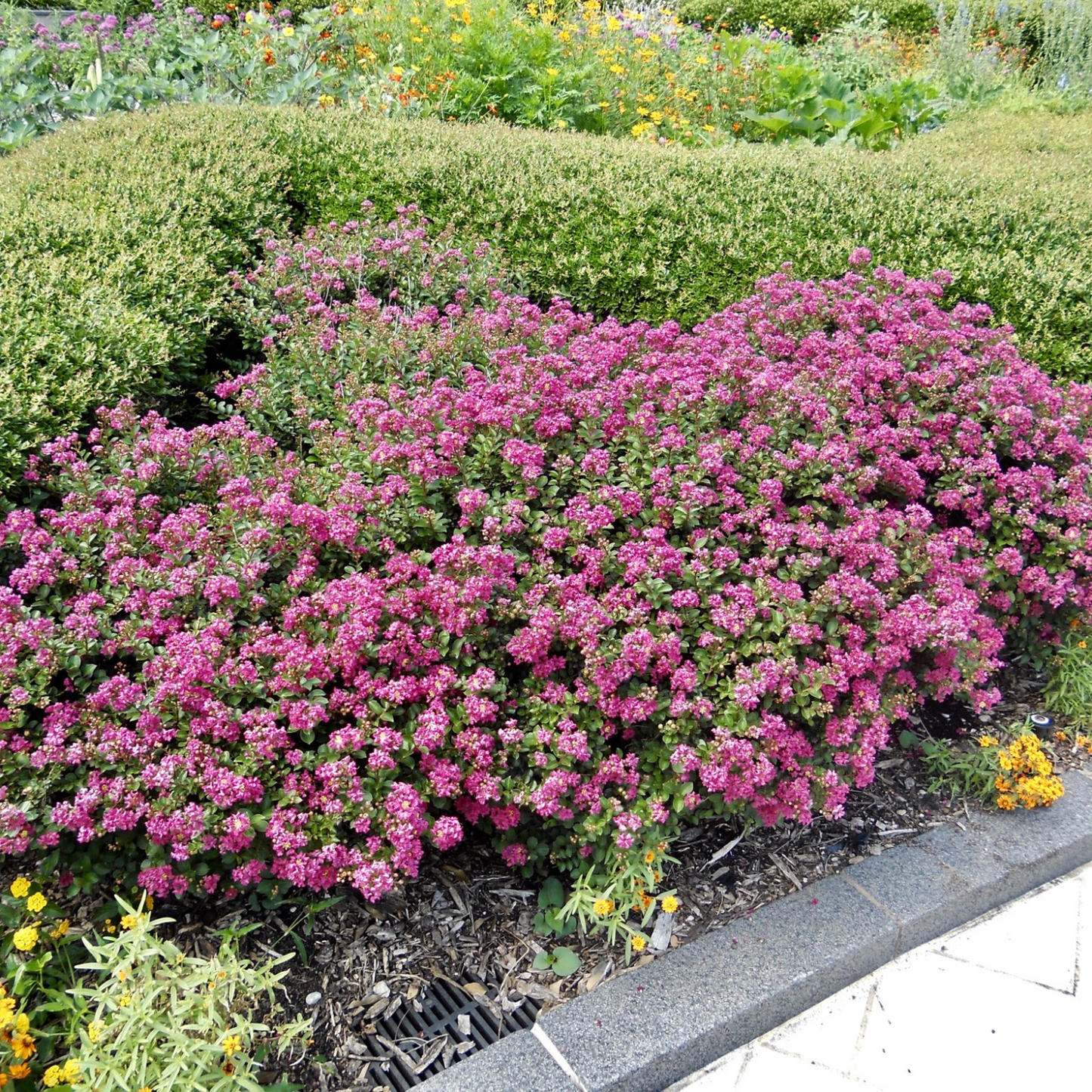 POCOMOKE CRAPE MYRTLE 5gal