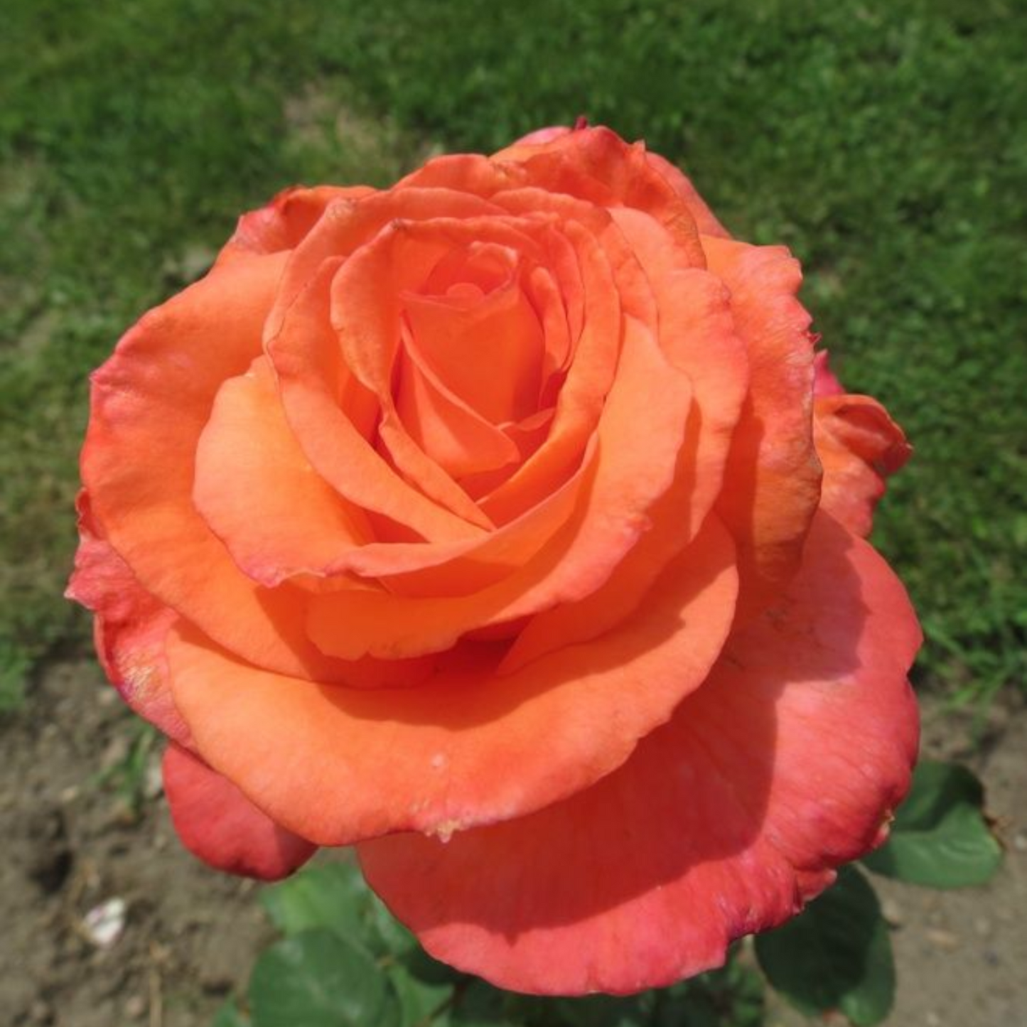 SUNDOWNER ROSE 3gal