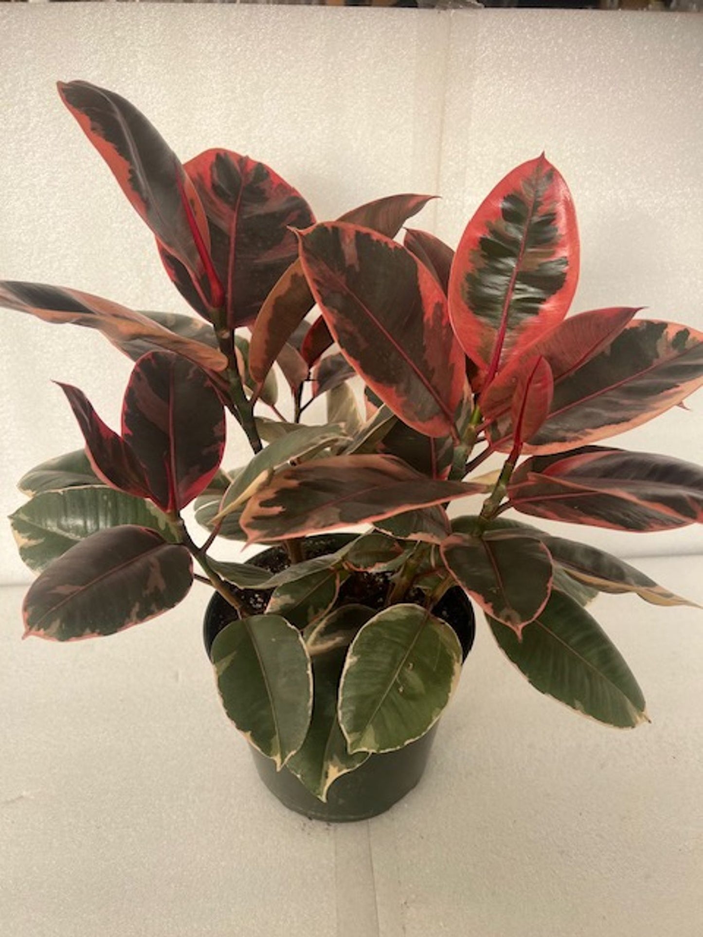 FICUS RUBBER PLANT 'RUBY' 10in