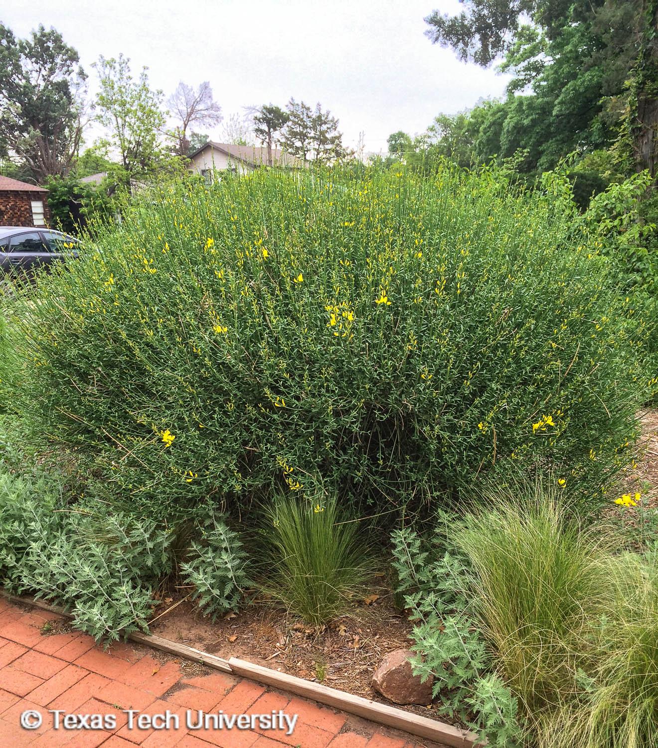 SPANISH BROOM 5gal