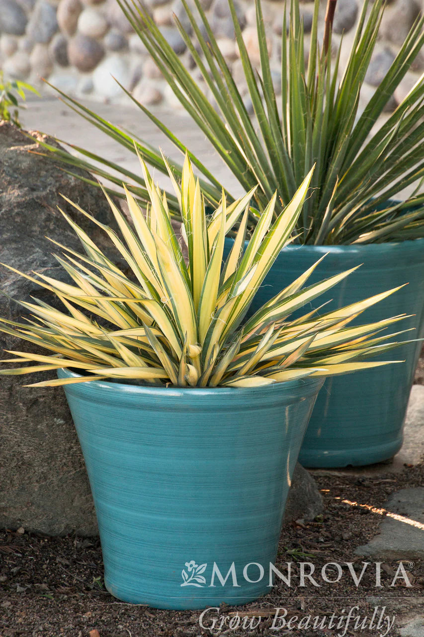 COLOR GUARD YUCCA 1gal