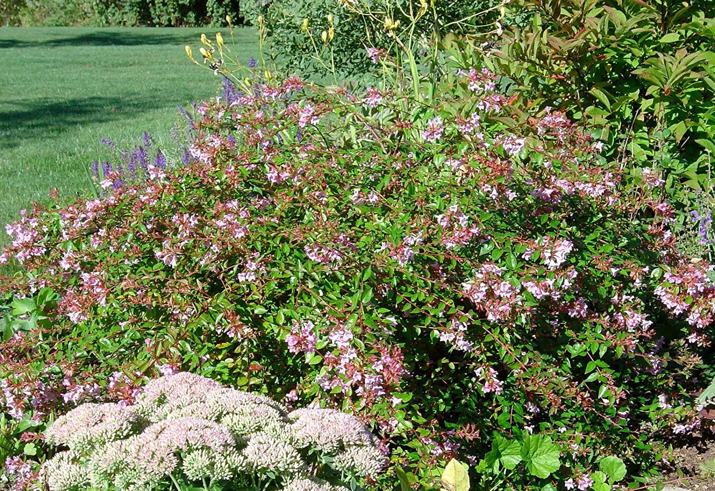 EDWARD GOUCHER ABELIA 5gal