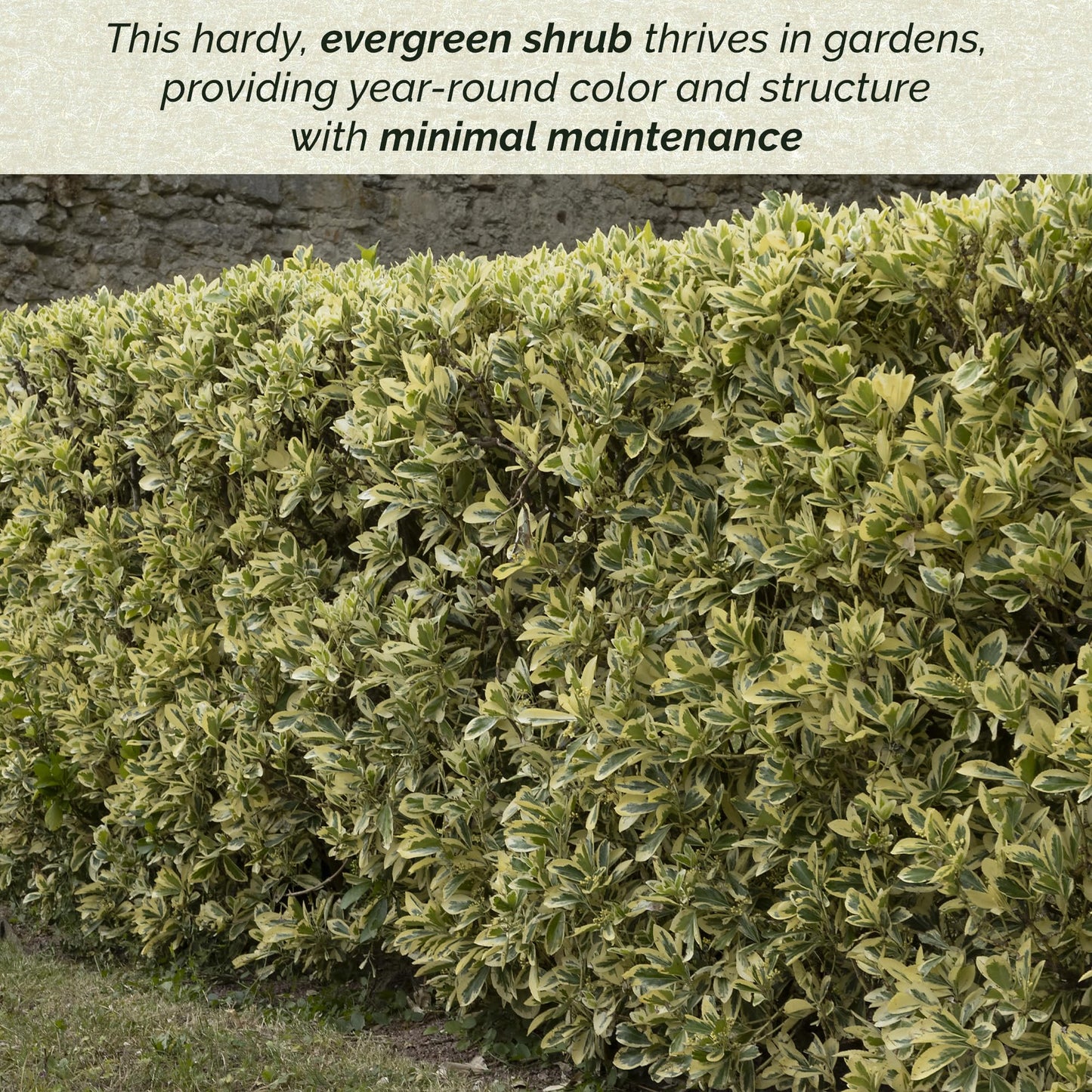 SILVER KING EUONYMUS 3gal