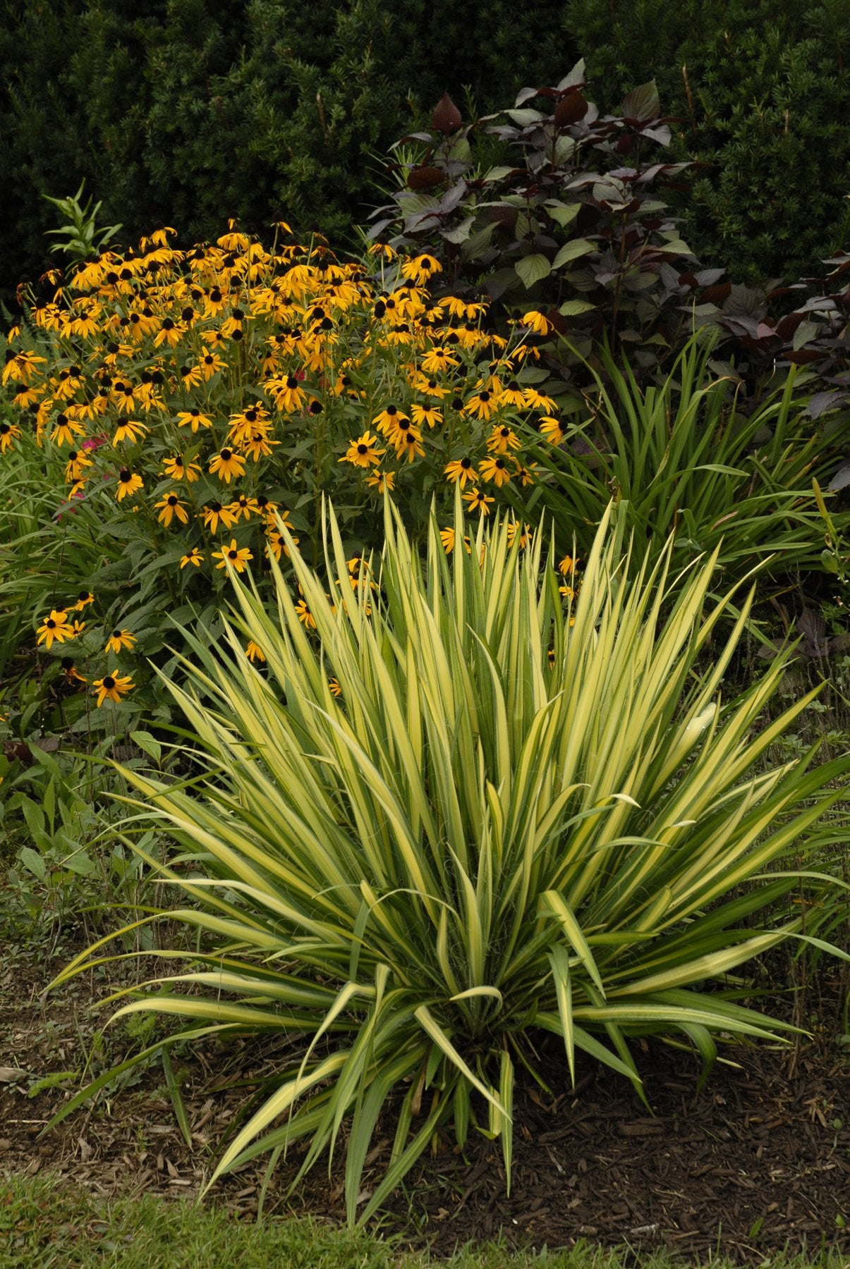 COLOR GUARD YUCCA 1gal