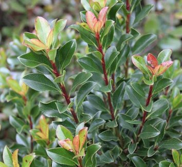 BALLERINA HAWTHORN 2gal